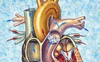BeFunky_Grandi-ospedali-cardiologia_h_partb